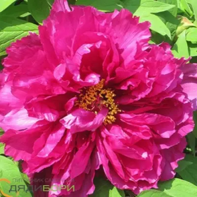glubokoe-sinee-more-7-305897