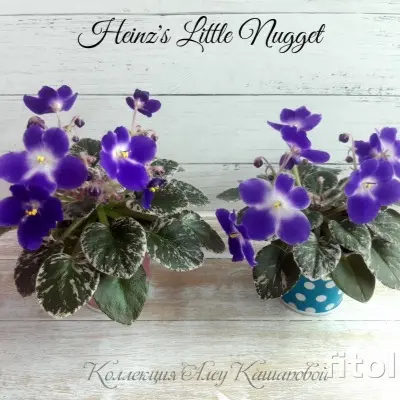 heinzs-little-nugget-6-309801