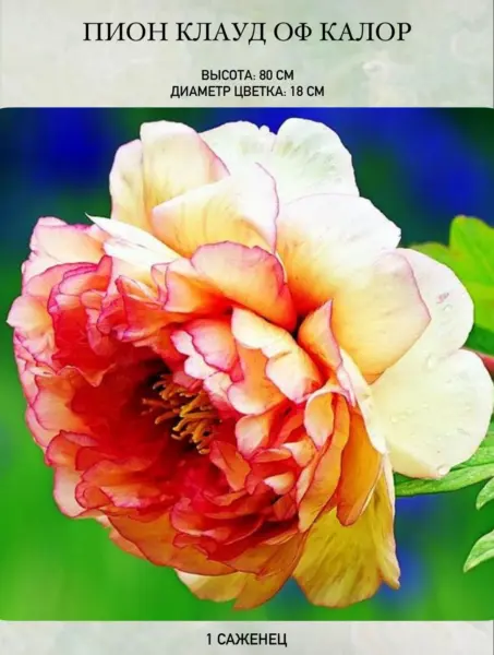 klaud-of-kolor-3-306380
