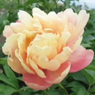 klaud-of-kolor-8-306380