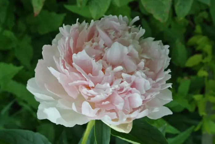 klems-pink-announ-4-301046