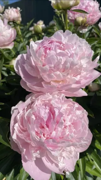 klems-pink-announ-5-301046