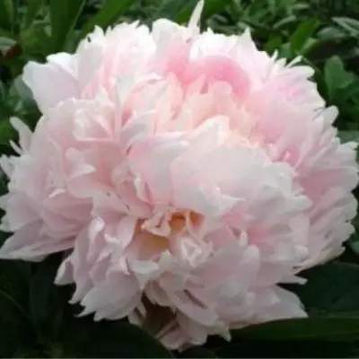klems-pink-announ-9-301046