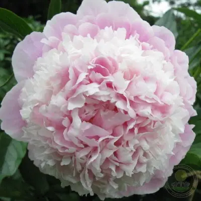 korneliya-sheylor-5-306374