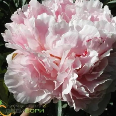 korneliya-sheylor-9-306374
