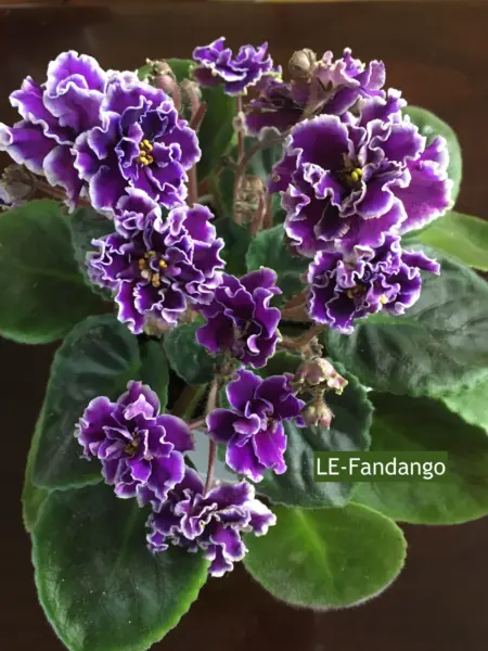 le-fandango-3-309759