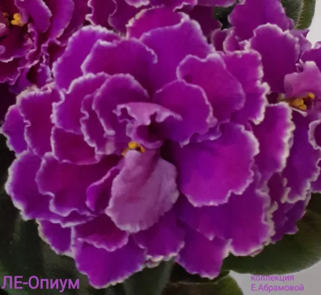 le-opium-1-309729