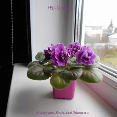 le-opium-8-309729