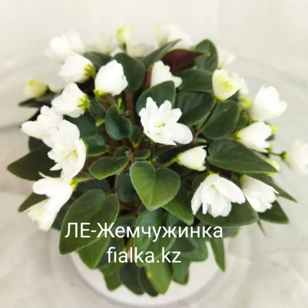 le-zhemchuzhinka-2-309825