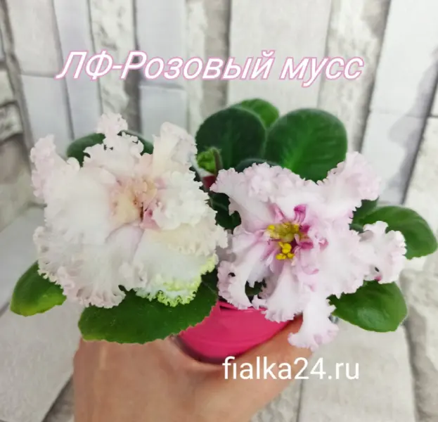 lf-rozovyy-muss-4-309876