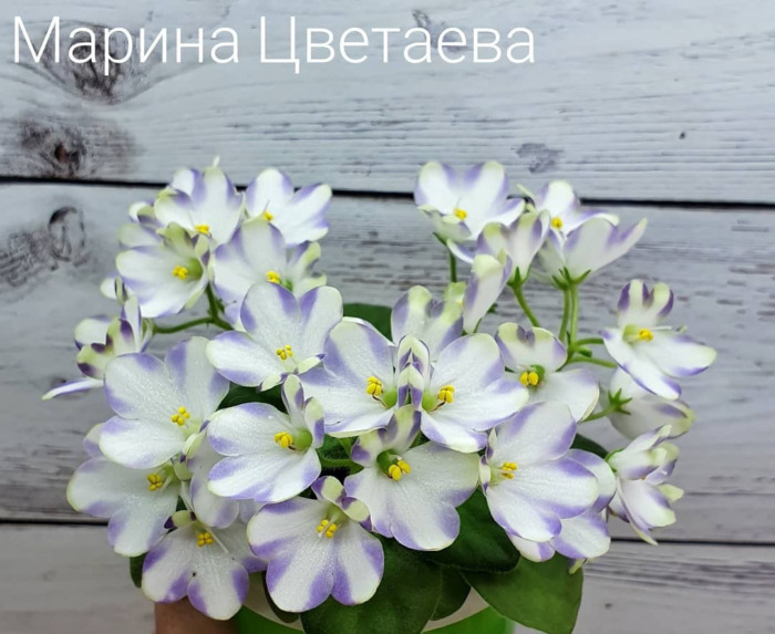 marina-tsvetaeva-a-basenina-1-307980