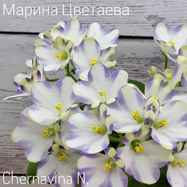 marina-tsvetaeva-a-basenina-2-307980