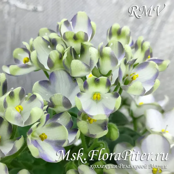 marina-tsvetaeva-a-basenina-3-307980