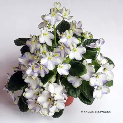 marina-tsvetaeva-a-basenina-6-307980