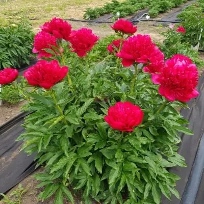 meni-heppi-reterns-6-302598