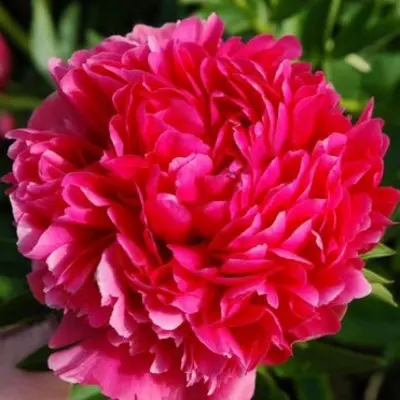 meri-dzho-legar-5-304824