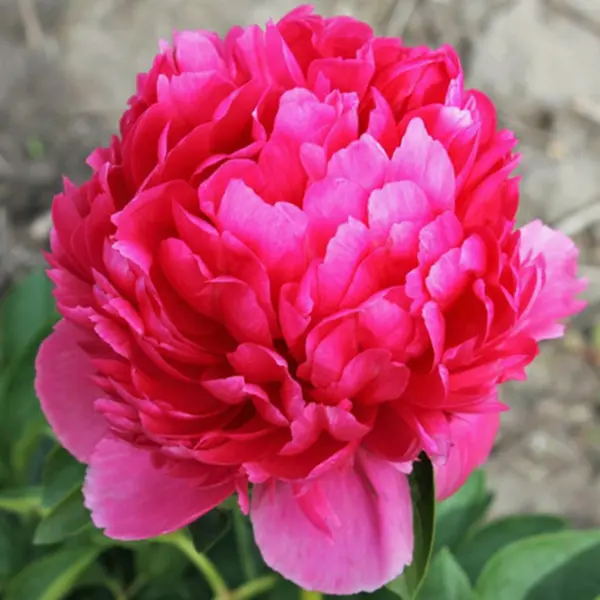 meri-dzho-legar-main-304824