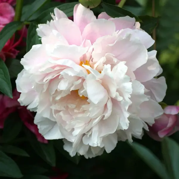 moning-kiss-1-301795
