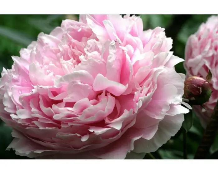 moning-kiss-2-301795
