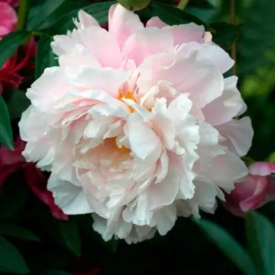 moning-kiss-5-301795