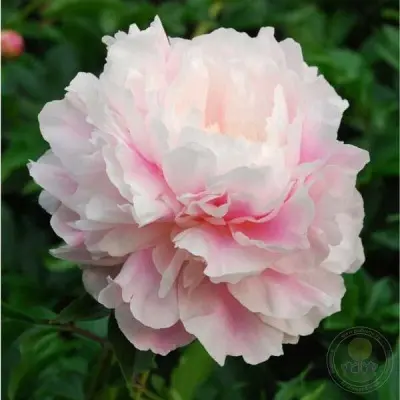 moning-kiss-main-301795