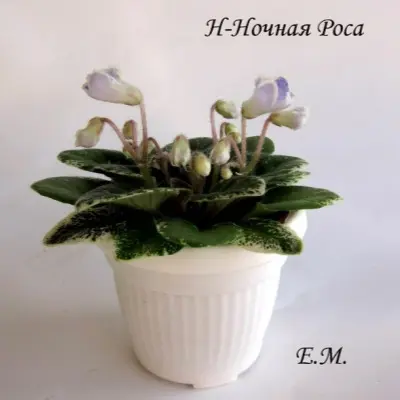 n-nochnaya-rosa-7-309855