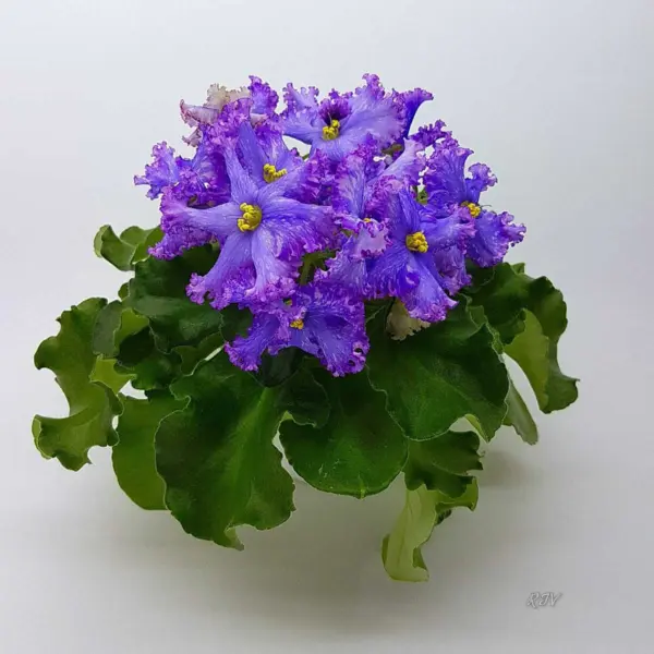 nd-babochka-morfo-main-309813