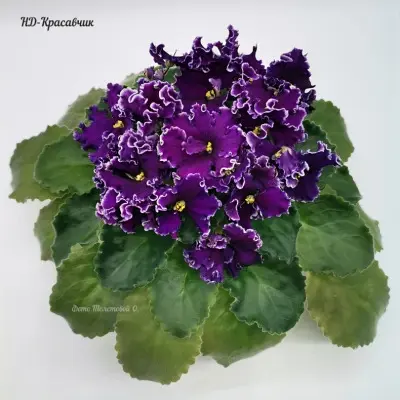 nd-krasavchik-4-309831