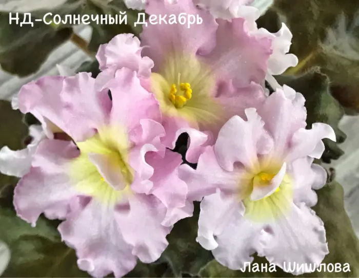 nd-solnechnyy-dekabr-4-309450