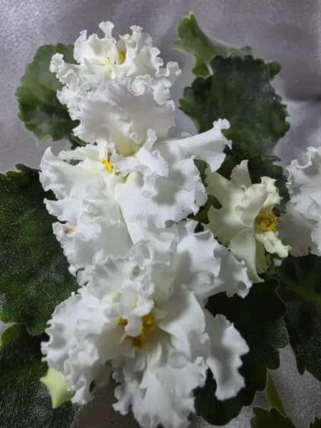 nd-zheltaya-magnoliya-1-309321