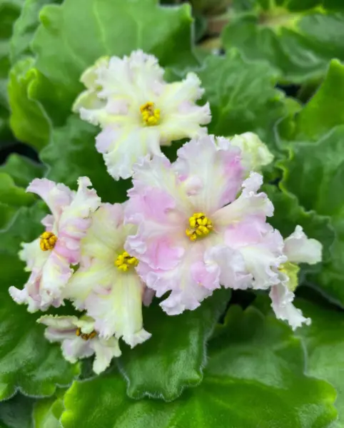 nd-zheltaya-magnoliya-2-309321