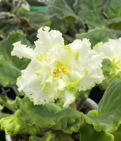 nd-zheltaya-magnoliya-3-309321