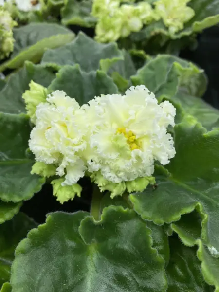 nd-zheltaya-magnoliya-4-309321