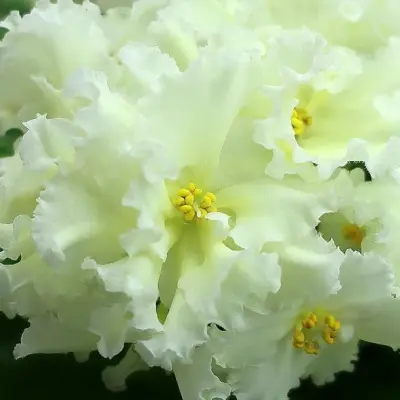 nd-zheltaya-magnoliya-5-309321