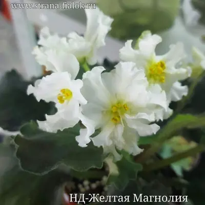 nd-zheltaya-magnoliya-6-309321
