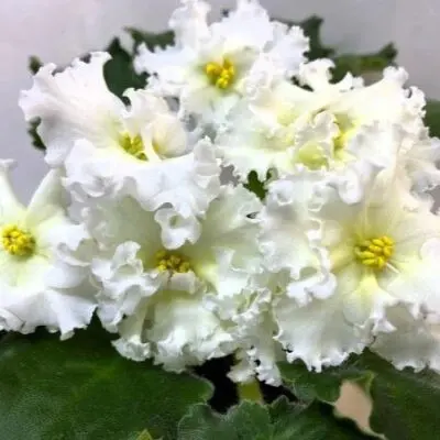 nd-zheltaya-magnoliya-8-309321
