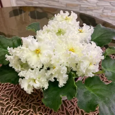 nd-zheltaya-magnoliya-main-309321