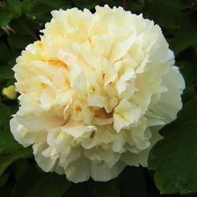 nezhnyy-golos-3-304906