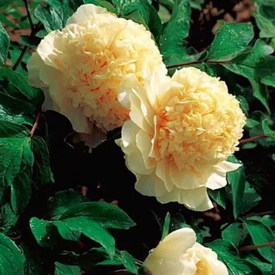 nezhnyy-golos-6-304906