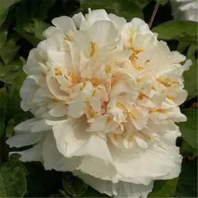 nezhnyy-golos-7-304906