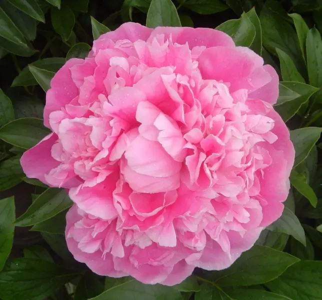pink-1-305069