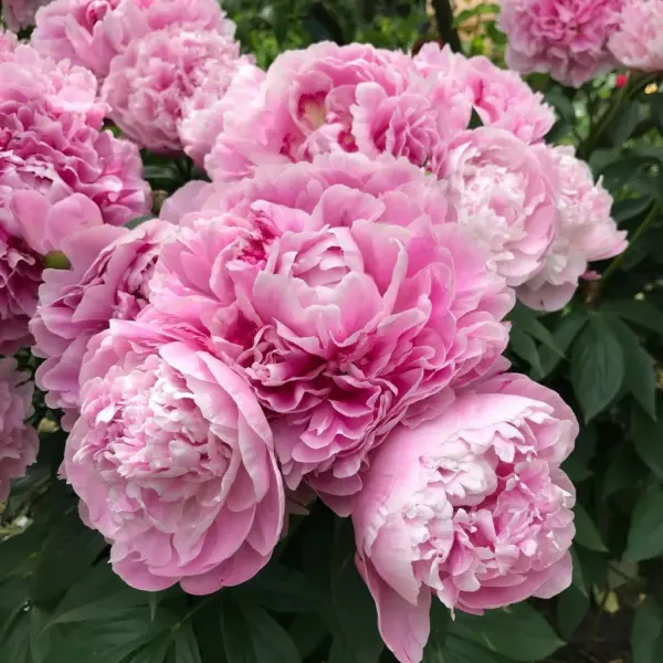 pink-2-305069