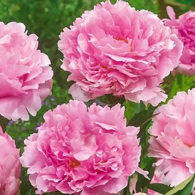 pink-4-305069