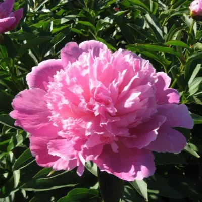 pink-5-305069