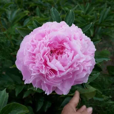 pink-6-305069