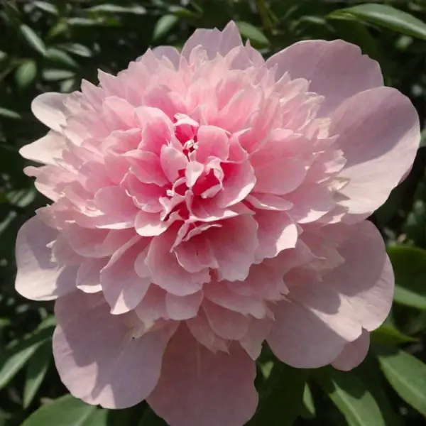 pink-dzhevel-1-302914