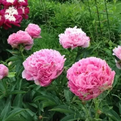 pink-dzhevel-10-302914