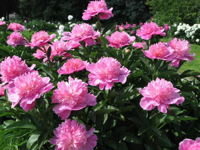 pink-dzhevel-2-302914