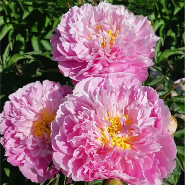 pink-dzhevel-3-302914