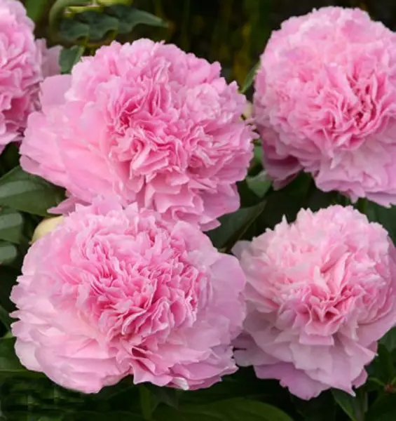 pink-dzhevel-5-302914